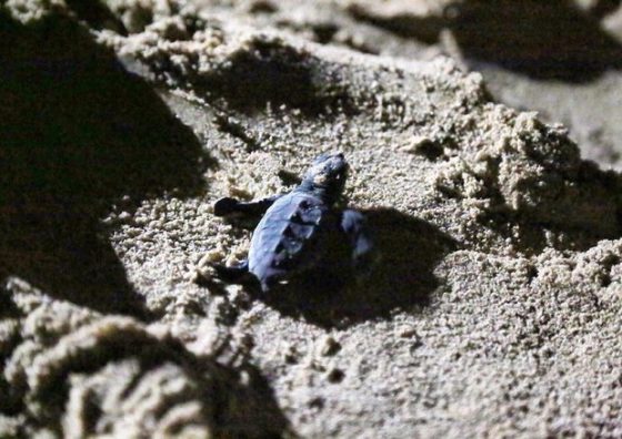 Nate a Marina di Pisa 56 tartarughe marine Caretta caretta