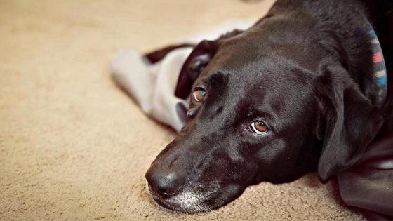 Malattia misteriosa sta uccidendo i cani in Norvegia