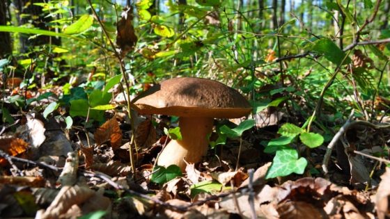 Firenze: cercatori funghi irregolari, multe e porcini distrutti