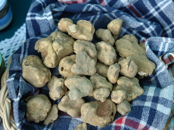 Tartufesta 2019: a Montaione, questo weekend, protagonista è il tartufo