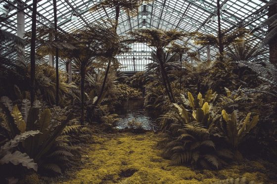 Ambiente, Unicoop Firenze: una serra tropicale per pulire aria