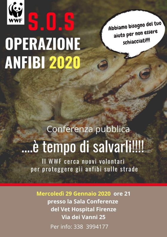 Il WWF cerca nuovi volontari per proteggere gli anfibi sulle strade