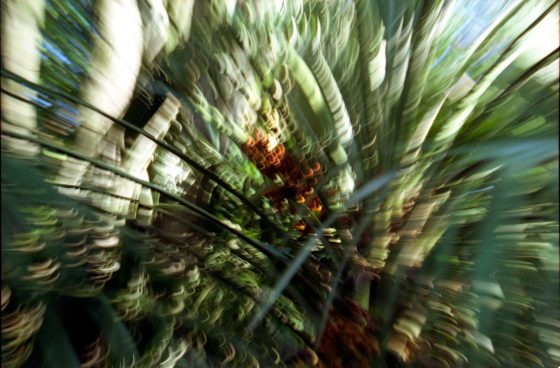 Margherita Verdi, la fotografia e le sue “Impronte”.