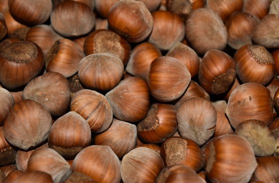 Slow Food Toscana sul “progetto nocciola”:  “no a monocolture intensive”