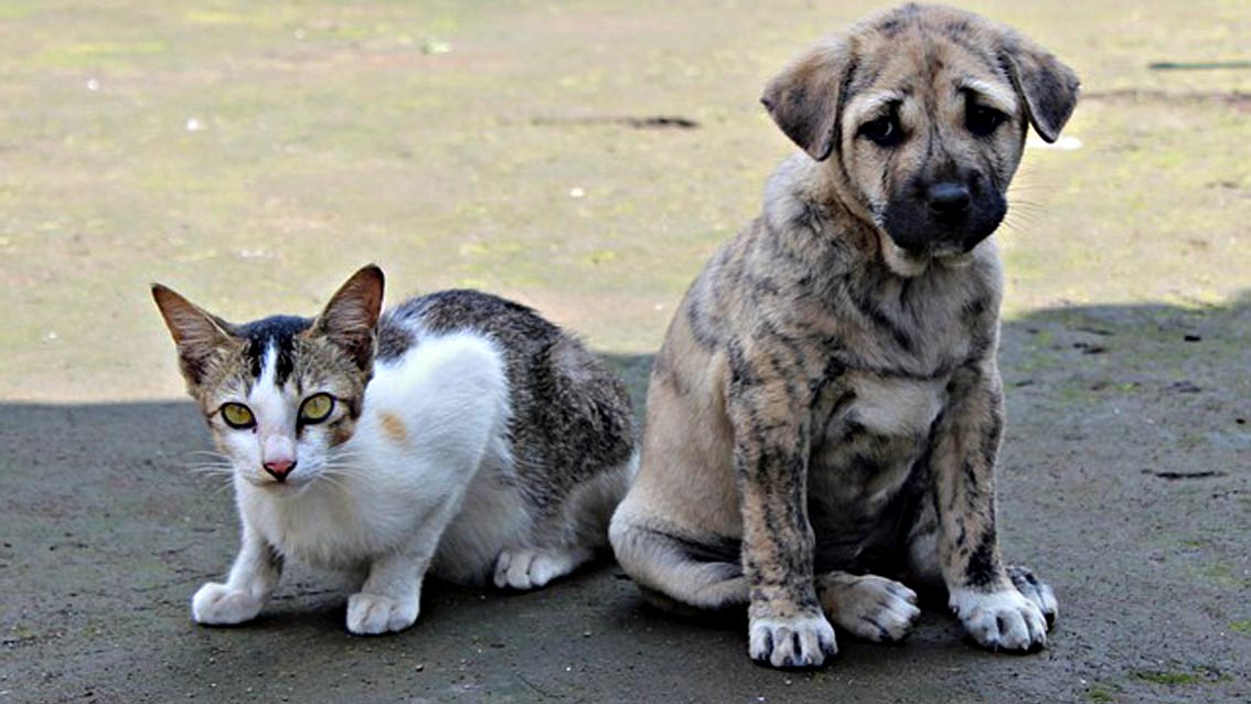 Palazzo Vecchio: &quot;Non abbandonate cani e gatti&quot; - www.controradio.it