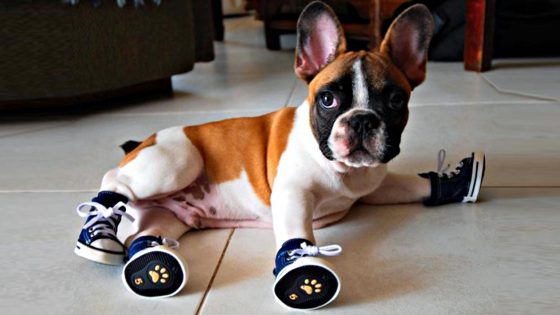 Delegazione cinese consiglia scarpe per i cani contro Covid-19