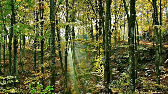 La Regione investe sette milioni di euro per tutelare i boschi toscani