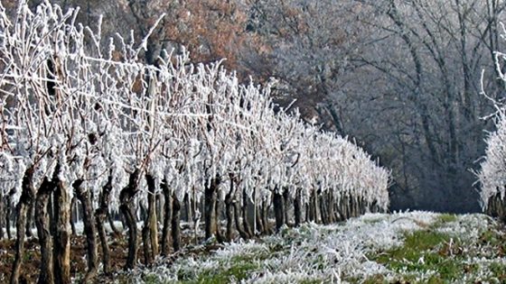 Confagricoltura Toscana, disastro: dopo il virus la gelata