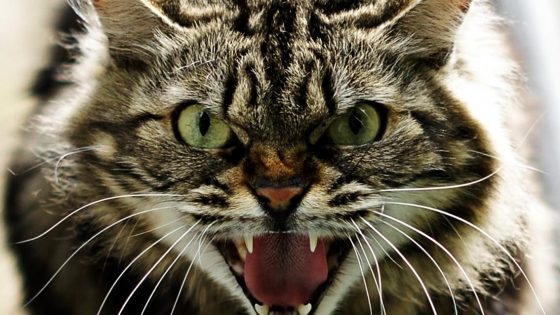 Gatto con raro Lyssavirus morde padrona, Ministero avvia indagini