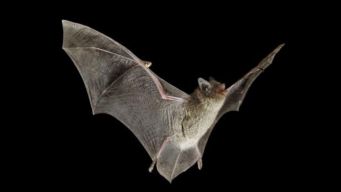 Pipistrello