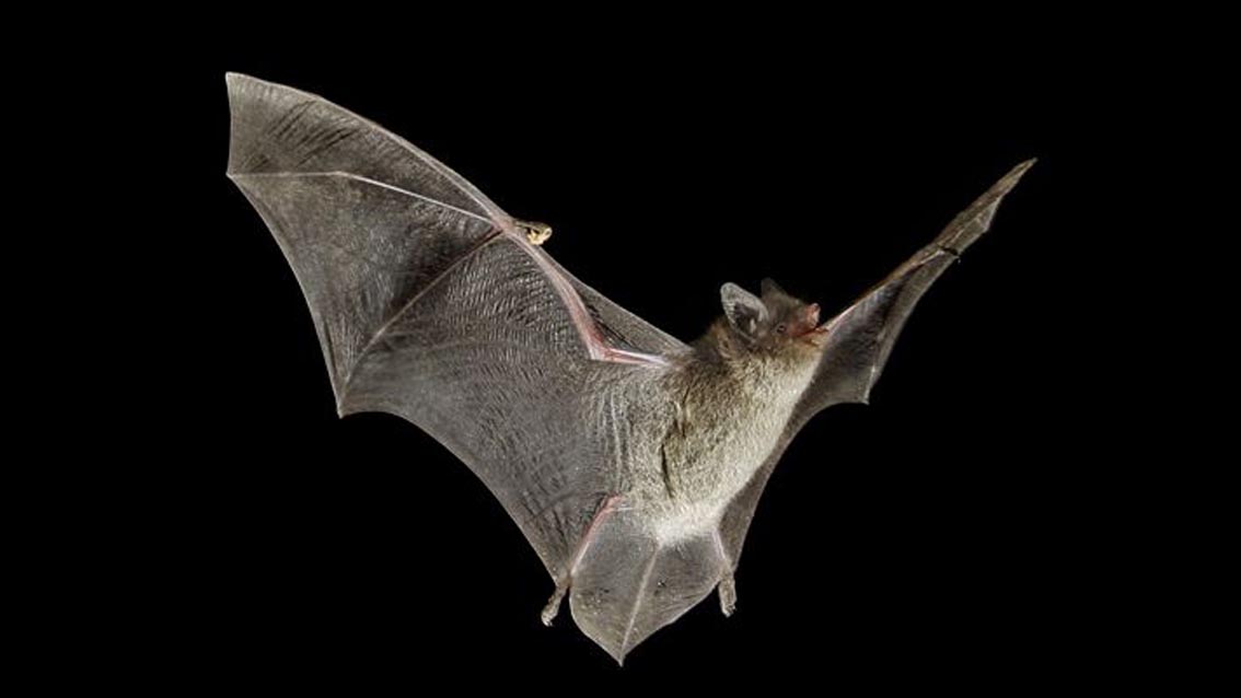 Bimba in vacanza in Toscana, morsa da pipistrello