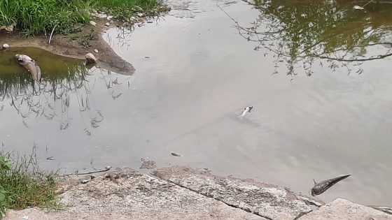 Rogo azienda Firenze:Asl, no tossicità ma lavare bene ortaggi