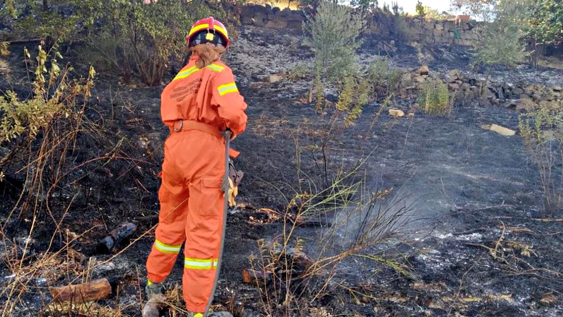 Calenzano. Brucia un’oliveta a Fisciano