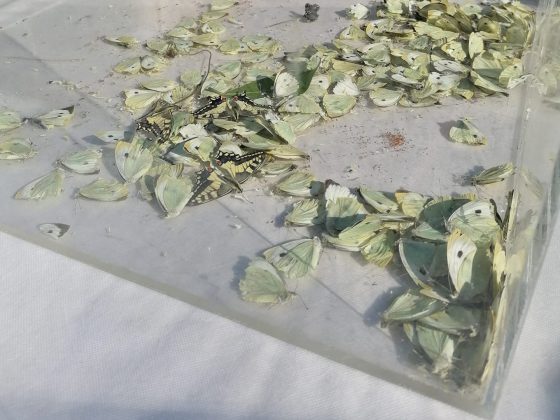 Farfalle morte al Flower Show Firenze, “sofferenza animale e danno ecologico, provengono da allevamenti intensivi”