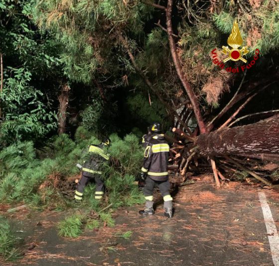 2 alberi caduti a Firenze sui viali, disagi al traffico