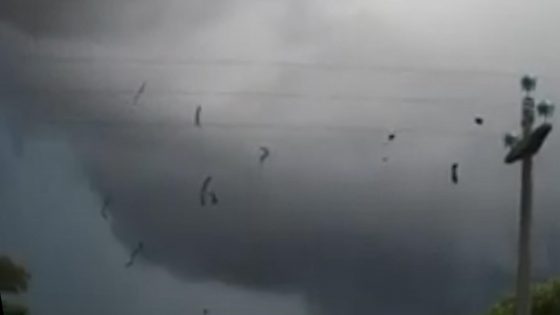 Tromba d’aria in Maremma, giù pali luce e alberi