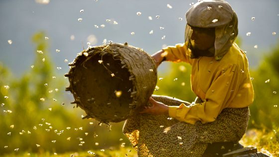 Honeyland il regno delle api. All’Odeon di Firenze