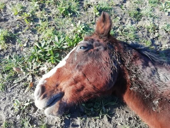 Morte improvvisa di una cavalla. Nello stesso centro 18 casi dal 2018