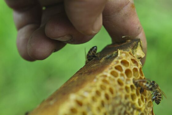 Le microplastiche influenzano la salute delle api: mortali se in grandi dosi