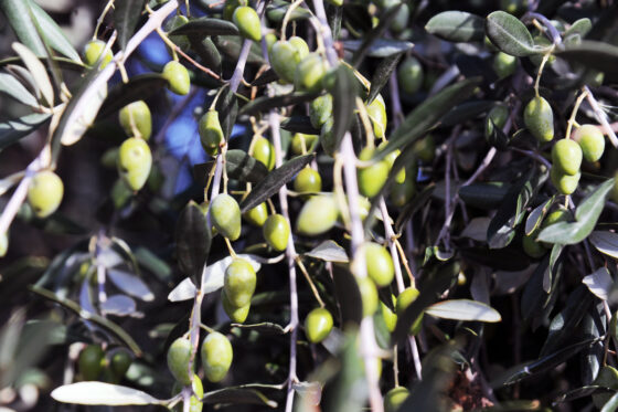 Olio: Coldiretti, corsa acquisti, in Toscana +31% produzione