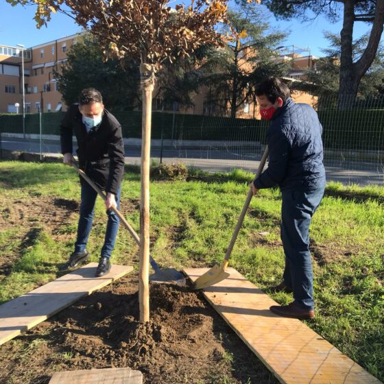 Giornata mondiale dell’ulivo, in Toscana patrimonio di 15 mln piante
