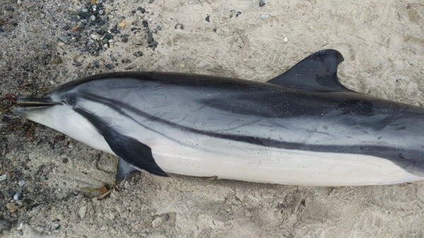 delfini spiaggiati