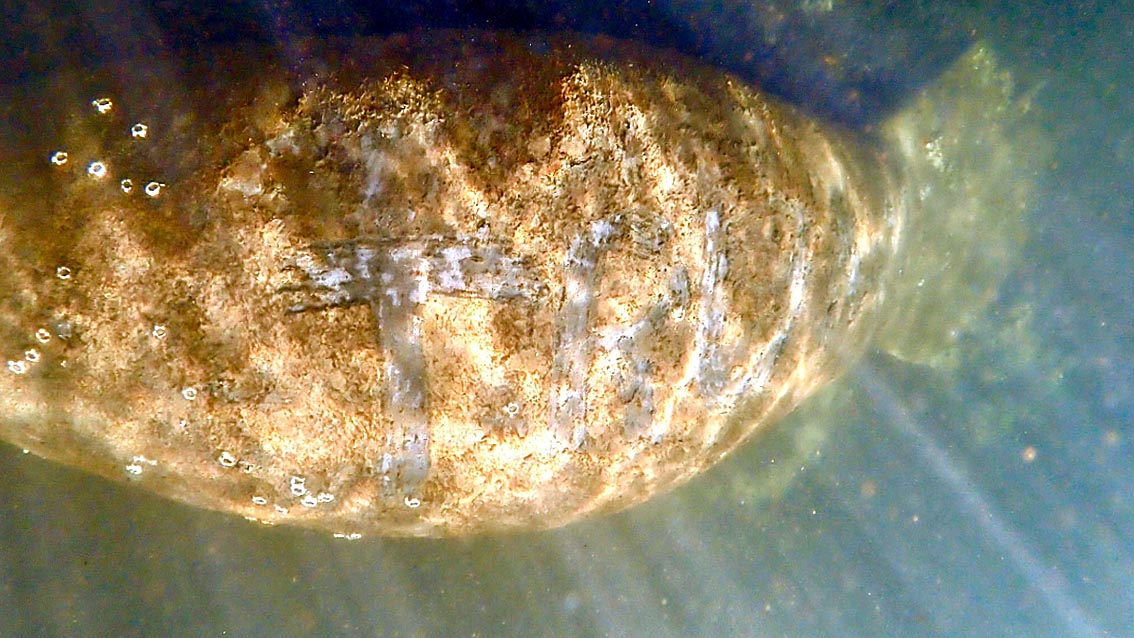 Lamantino