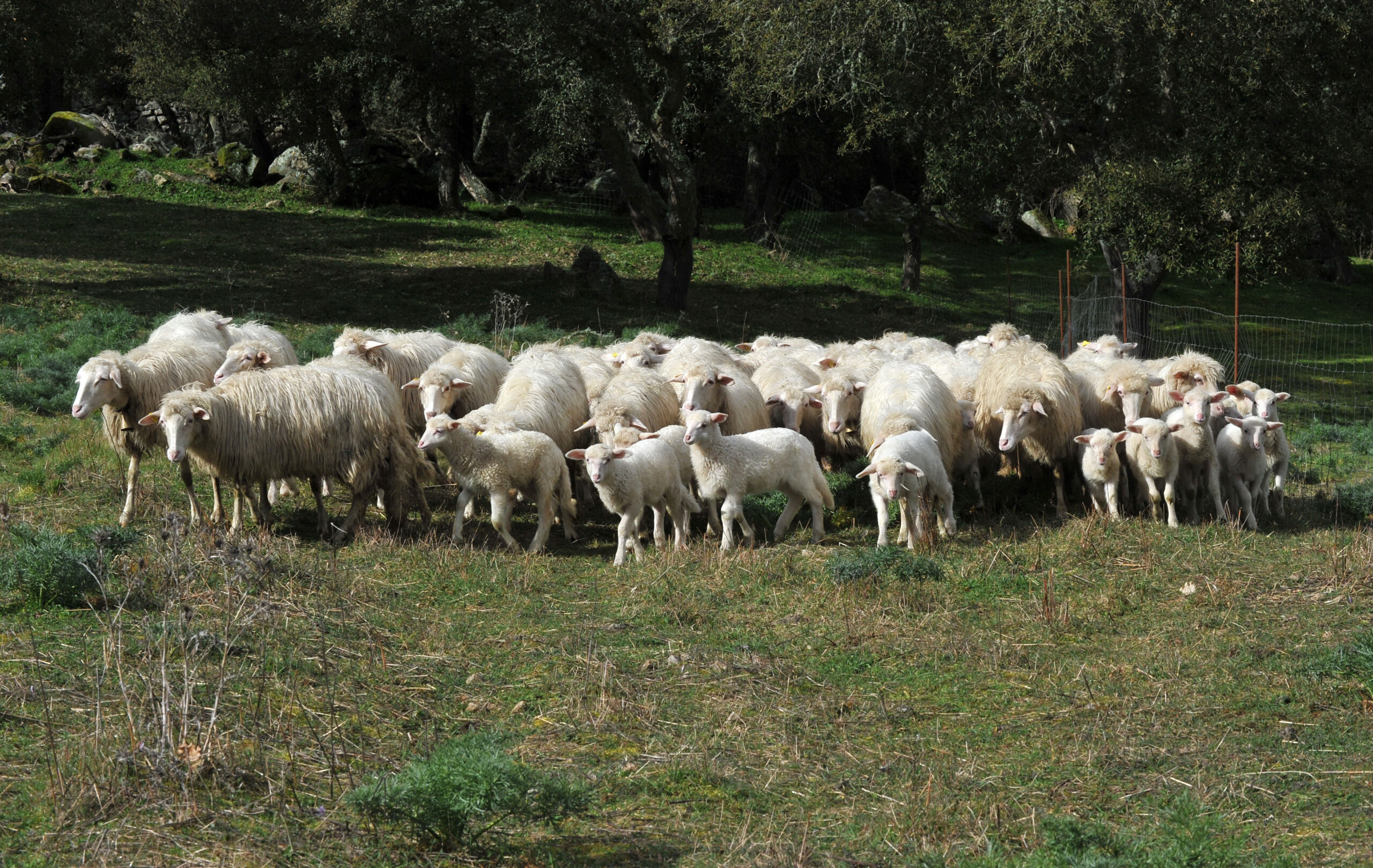 Senza Sconti