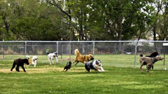 Mai più cani alle catena in Toscana, l’ok definitivo della Regione. Il Divieto varrà tutto l’anno