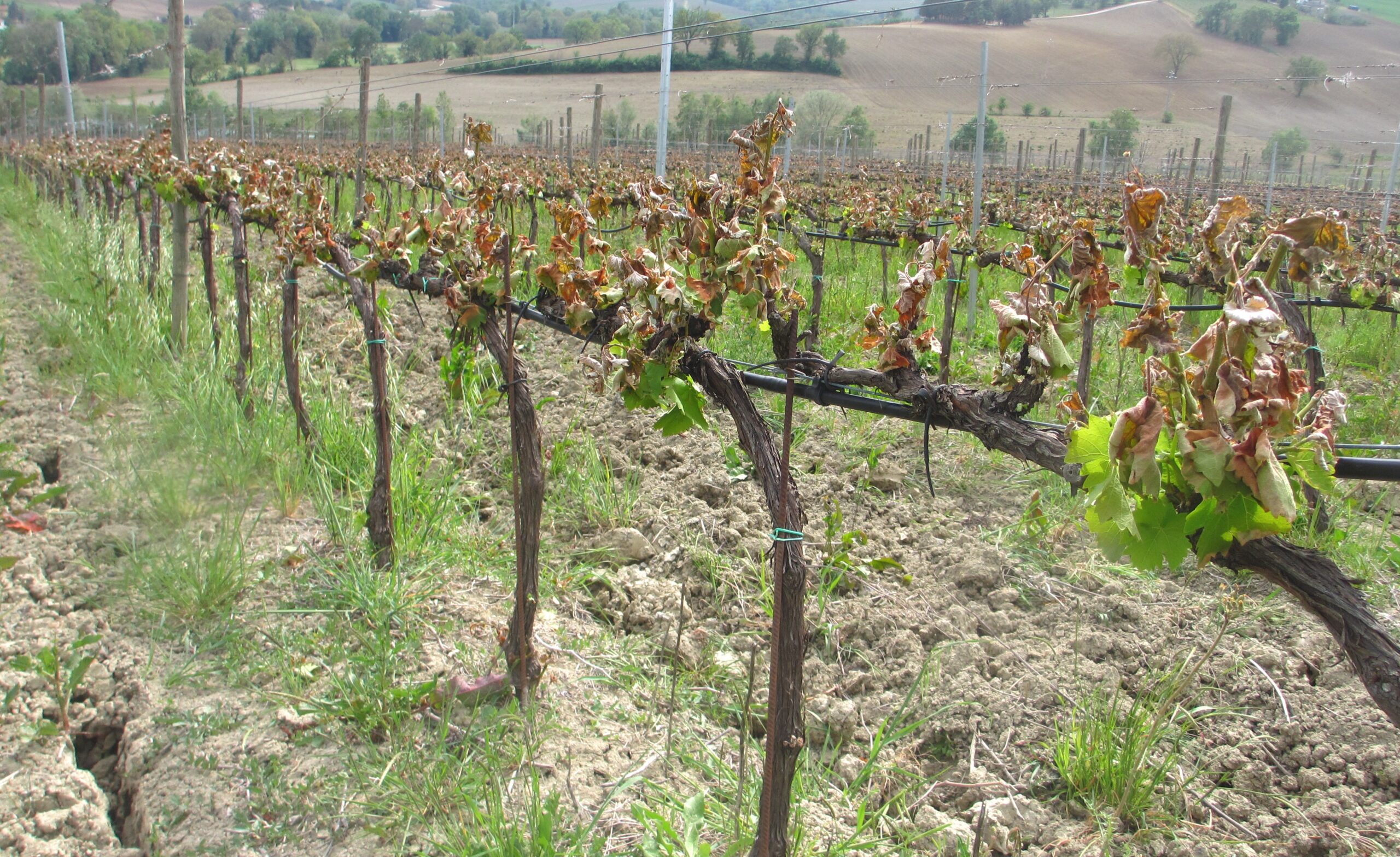 Agricoltura: la Regione apre iter segnalazioni dopo gelata