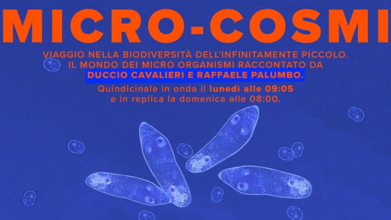 Microcosmi. Duccio Cavalieri