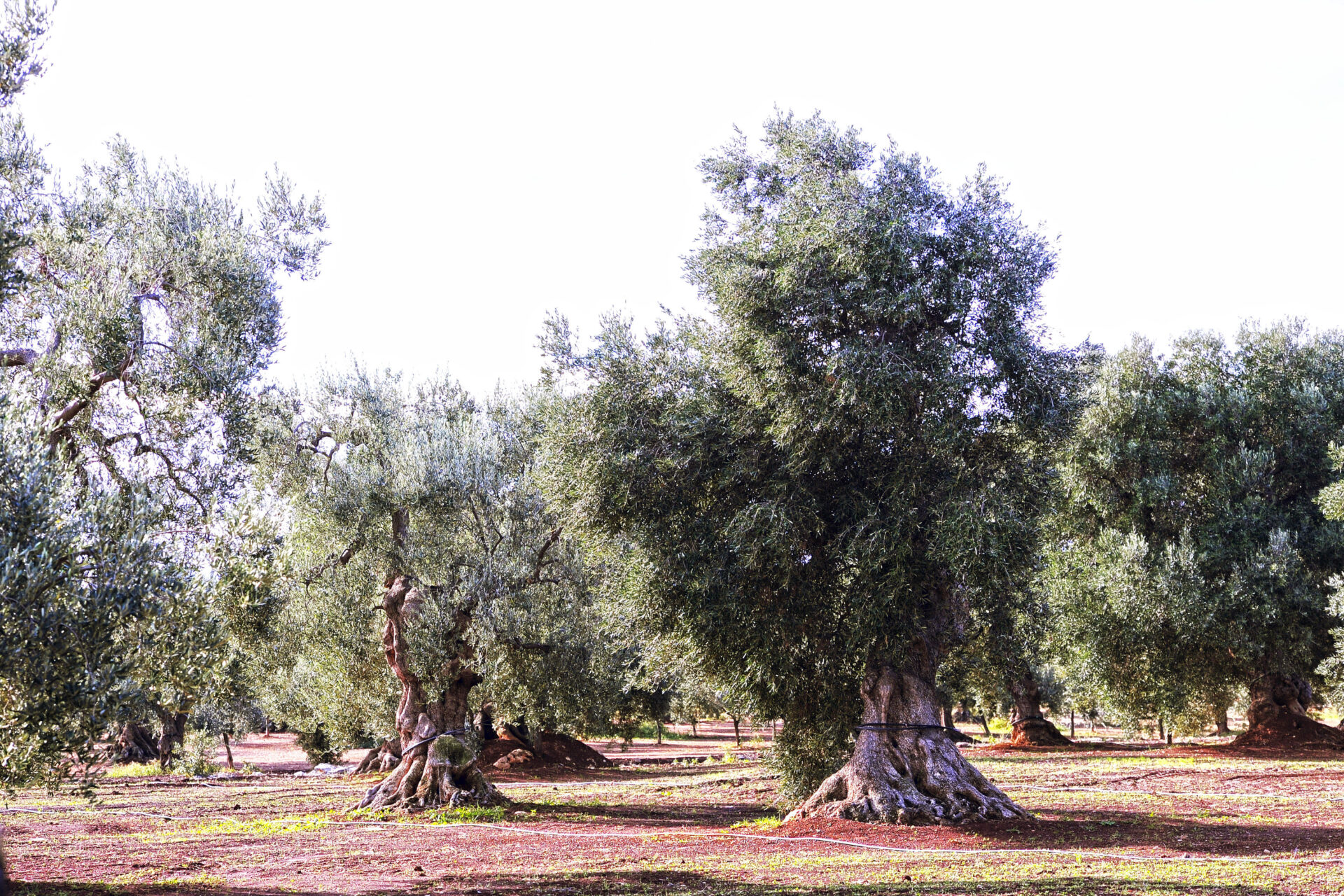 Massa Marittima, come fare domanda  per la  raccolta delle olive nei terreni comunali