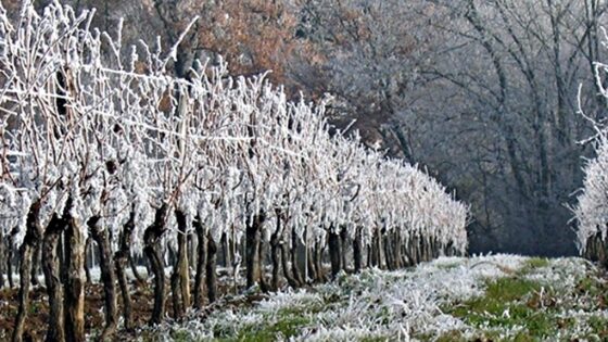 đ§ Cambio climatico: -70 % di pesche, albicocche e susine in Toscana