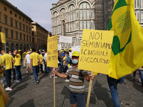 Coldiretti: cinghiali aumentati del 15% in Toscana. Serve prelievo selettivo