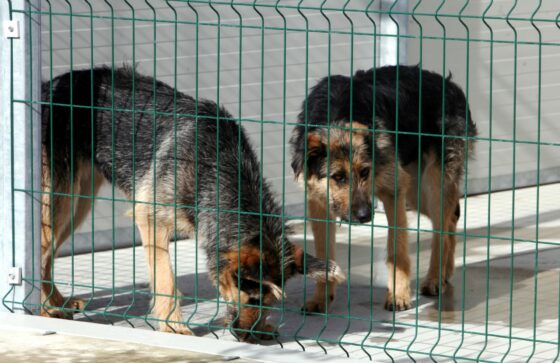 Garfagnana: comune di Molazzana a rischio bancarotta per salvare 61 cani