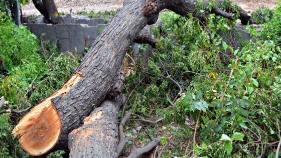 Incidente sul lavoro, uomo muore schiacciato da albero