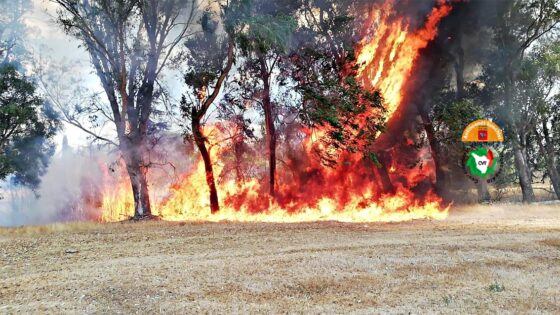 Incendio a Cecina, in fiamme oliveti, boschi e terreni incolti