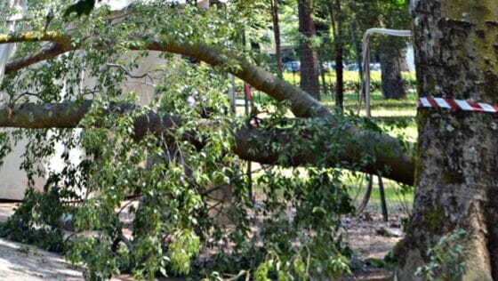 Pino cade alle Cascine, no feriti. Domani codice giallo per vento a Firenze