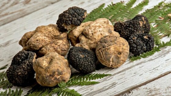Unesco accetta nel suo patrimonio la ‘Cerca e cavatura del tartufo’