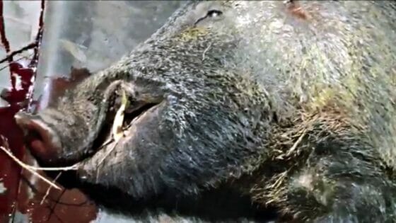 Cinghiale uccide il cacciatore che gli aveva sparato