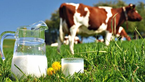 Latte, ad allevatori toscani solo 36 cent litro, resto Italia 50