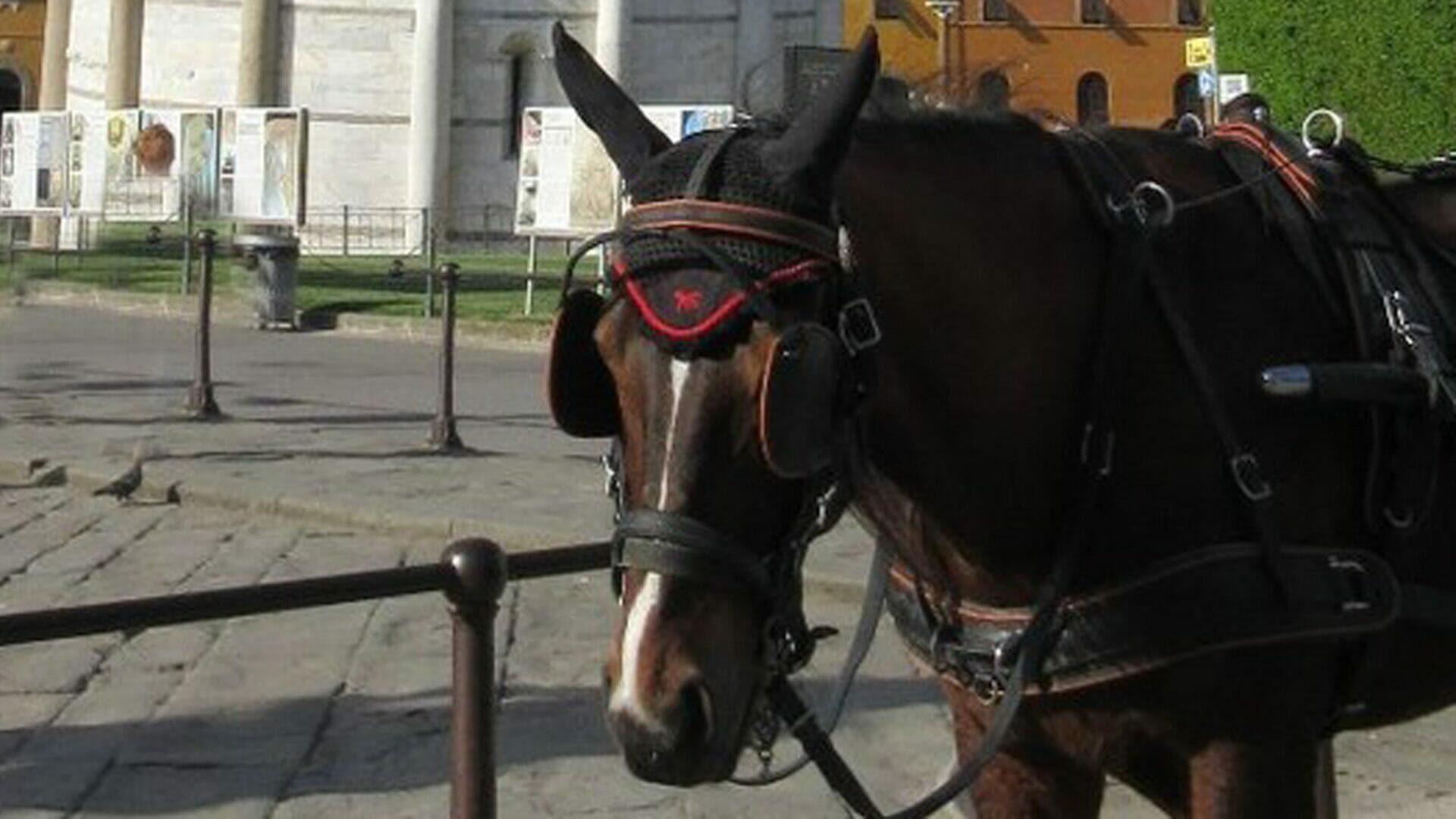 Pisa