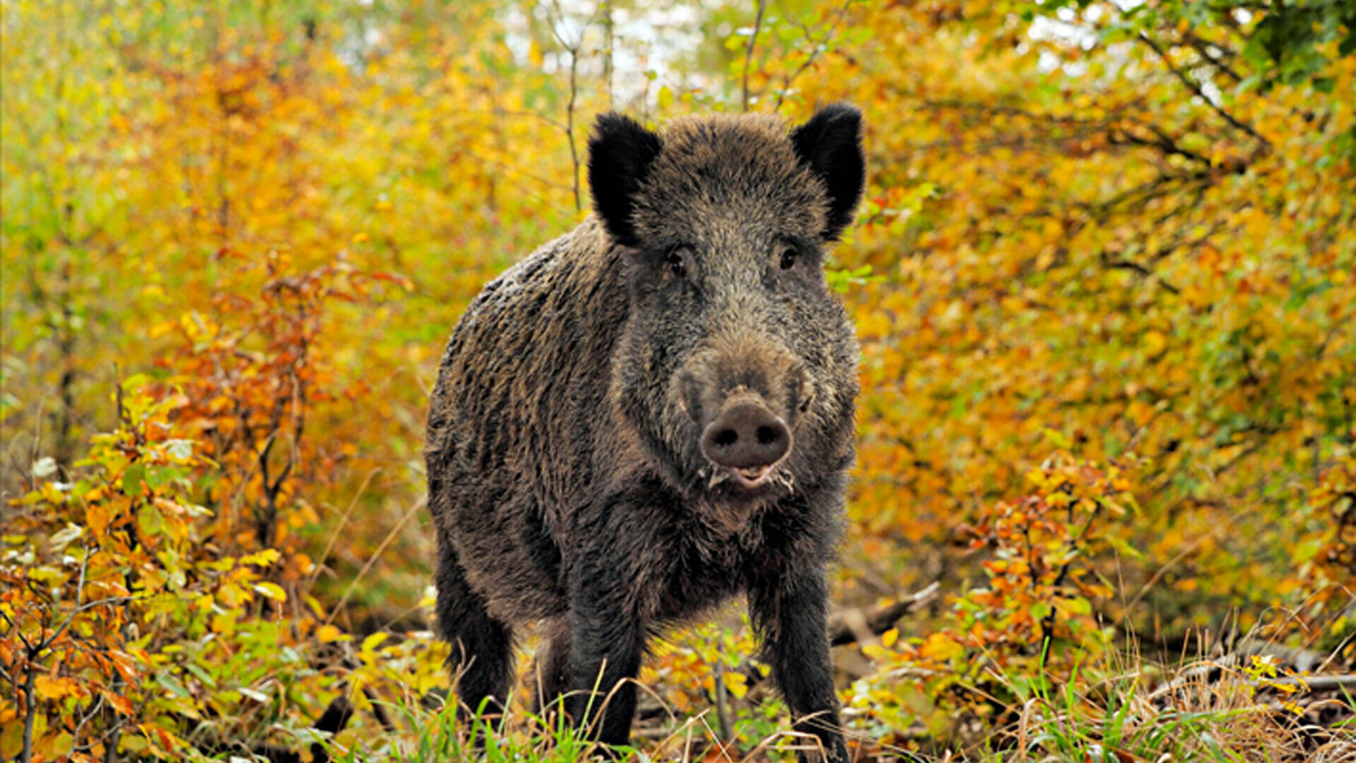 cinghiale