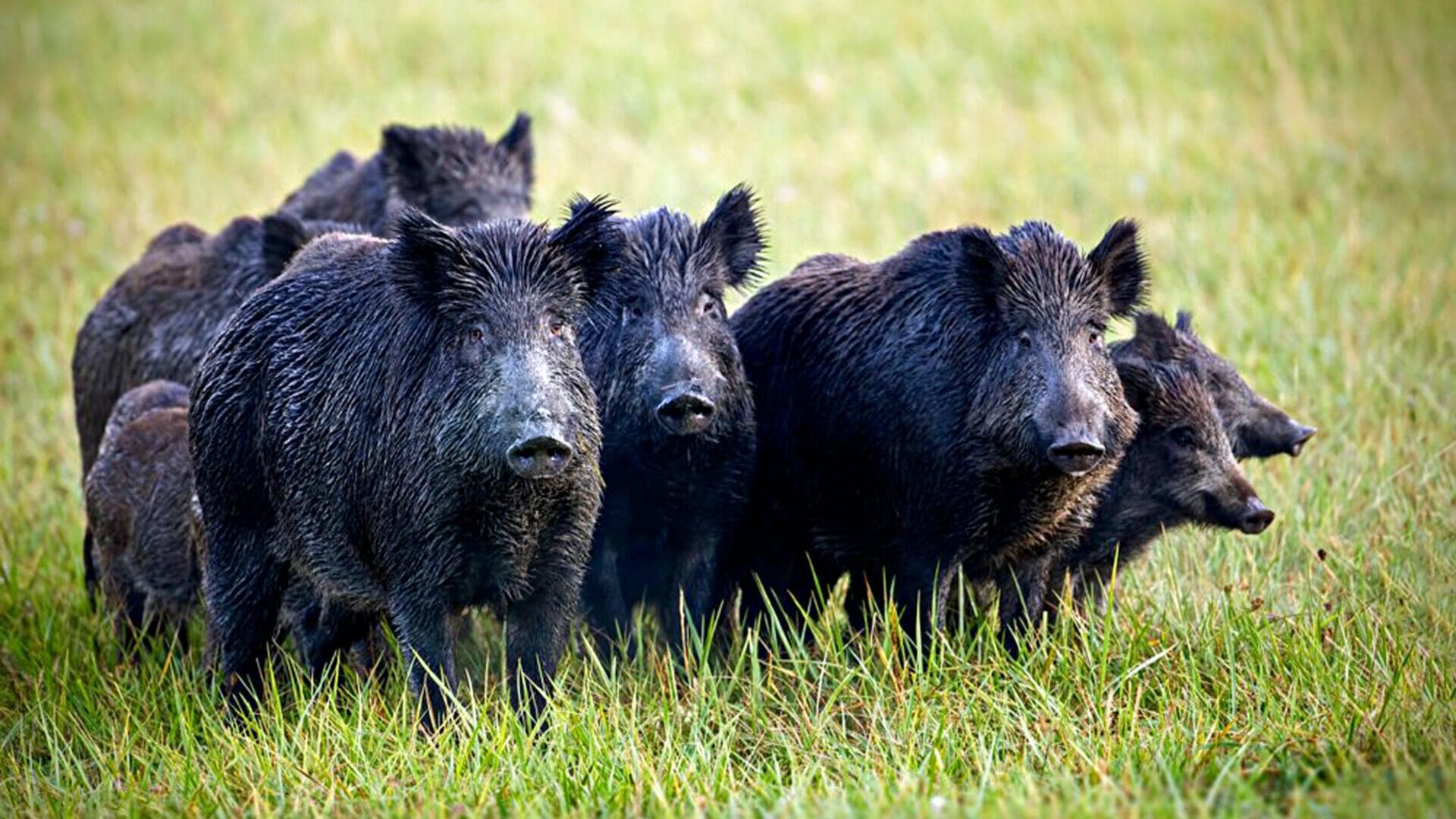 Peste suina selvaggina toscana