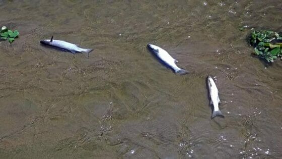 Siccità, salvataggio dei pesci del Torrente Pesa