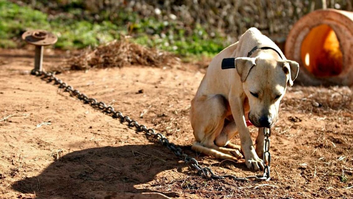 Vietato tenere i cani alla catena