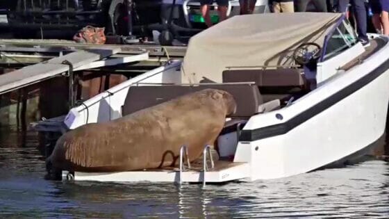 Freya, una femmina di tricheco, è stata soppressa dalle autorità norvegesi, per colpa dei selfie dei turisti