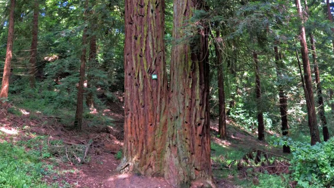 Alberi monumentali