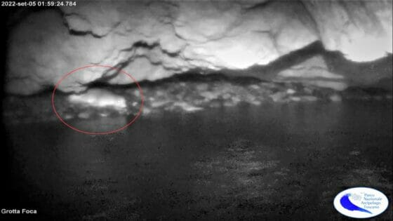 Una Foca monaca è tornata a soggiornare a Capraia
