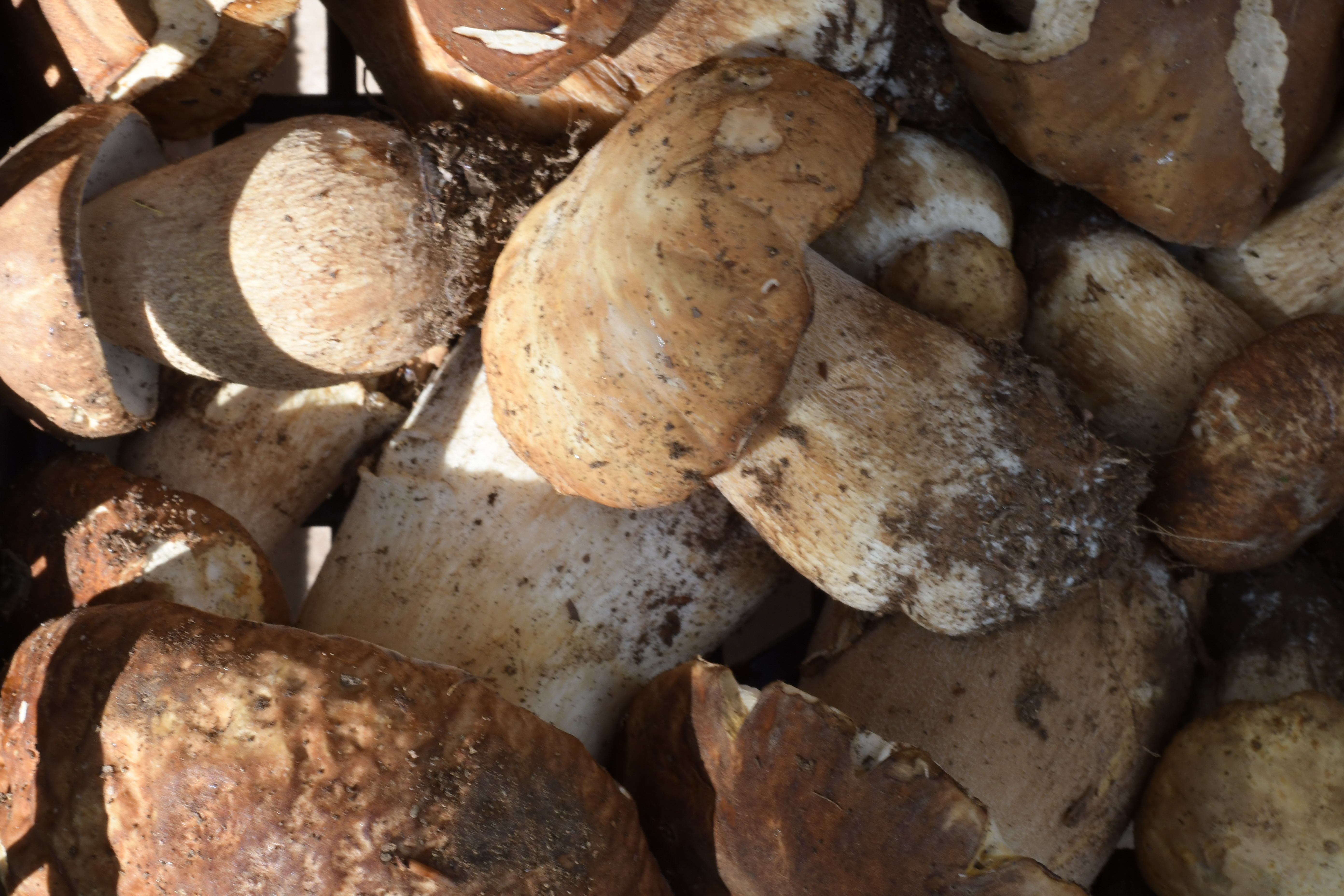 A Ausl Toscana centro, attivo servizio di controllo funghi raccolti